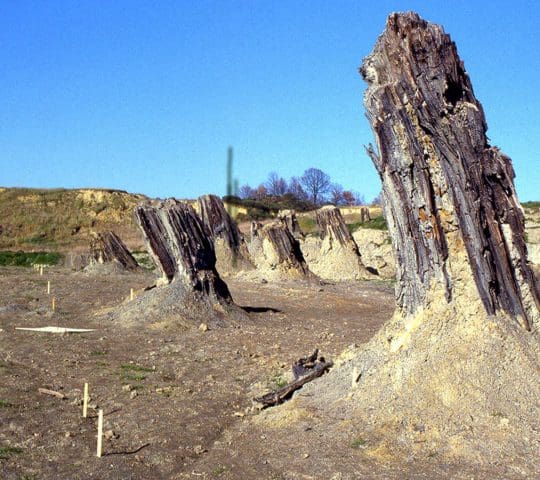 Foresta fossile di Dunarobba Foresta fossile di Dunarobba