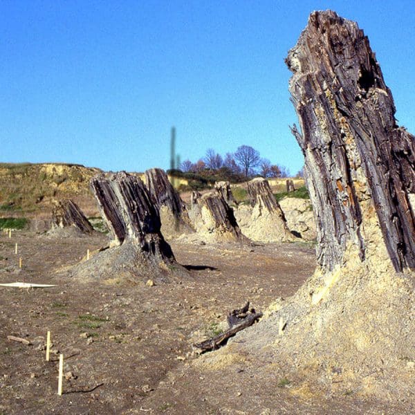 Fossil Forest