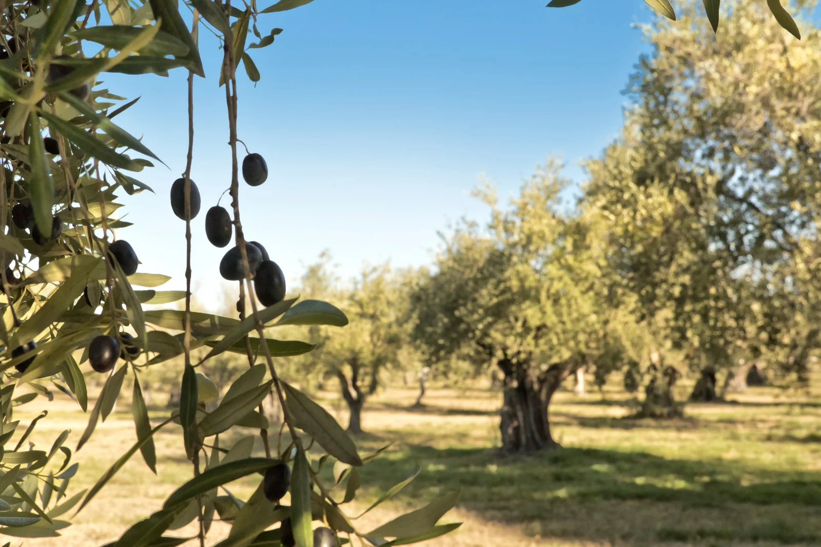 Weekend tra Olio e Vino