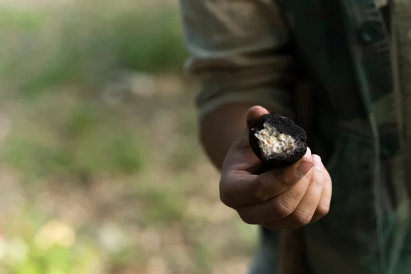tartufo (1)